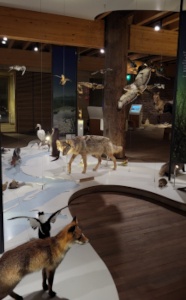 Naturhistorische Ausstellung im Museum De Bastei in Nimwegen