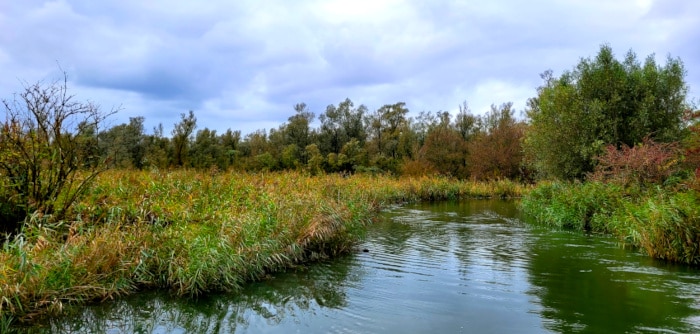 Biesbosch