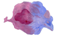 Logo Drachenwolke in entlang des Rheins - Städte und Orte, Sagen und Legenden