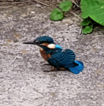 Eisvogel im Naturreservat Biesbosch