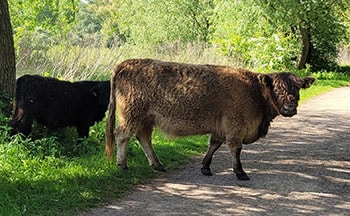 Galloway-Rinder im Millinger Wald