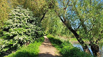Weg im Naturschutzgebiet Millingerwaard