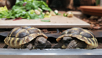 Schildkröten im Reptilienzoo der Nibelungenhalle