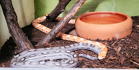 Schlangen im Reptilienzoo der Nibelungenhalle