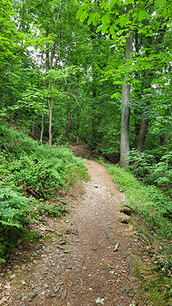 Wanderweg zum Drachenfels